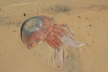 Méduse échouée