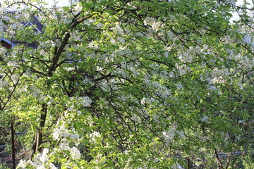 Fototapeta na wymiar Pear tree flowers