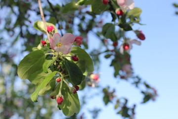 Apple flower