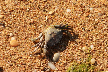Crabe sur la plage