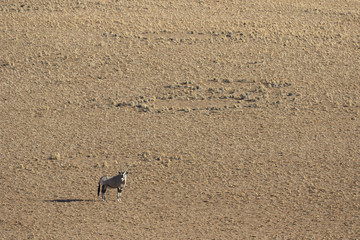 Oryx by a fairy circle in Sossusvlei.
