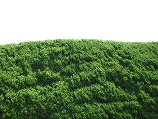 大きな垣根越しの空