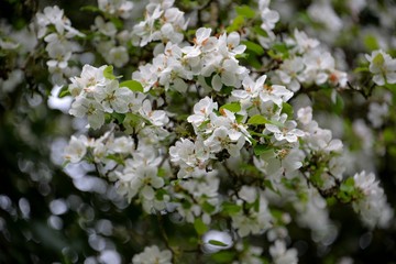 Obraz premium Fleurs