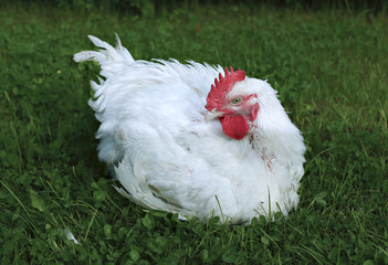 Broiler chicken walks on a green lawn