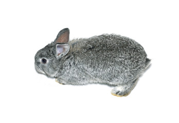 Little gray rabbit breed of gray chinchilla isolated