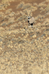 Oryx in Sossusvlei, Namibia.