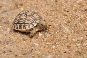 Baby Leopard tortoise