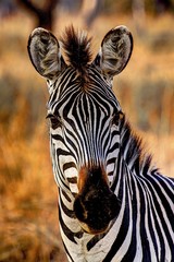 Naklejka premium Plains Zebra Portrait
