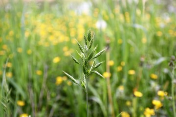 Campagna in fiore 