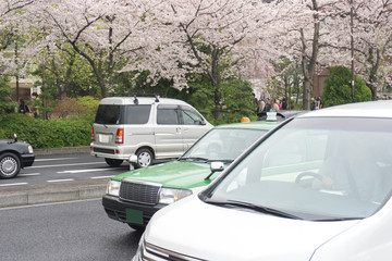 Fototapeta premium 春の東京 桜道