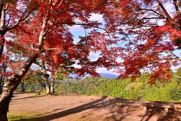 Naklejka premium 岡城の紅葉