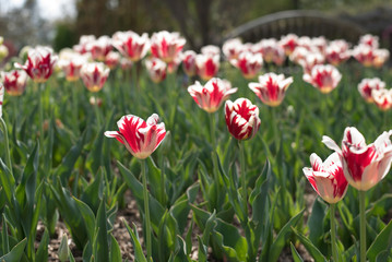 Pink and White Tulips 