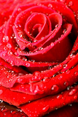 Red rose with water drops