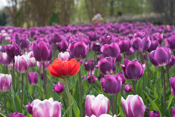 Purple and Red Tulips in Garden 
