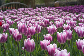 Purple Tulips 