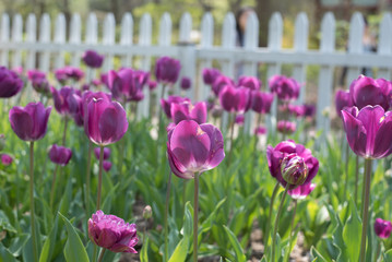 Purple Tulips 