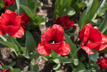 Red and White Tulips in Garden 