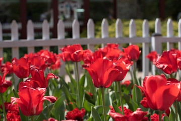Red and White Tulips in Garden 