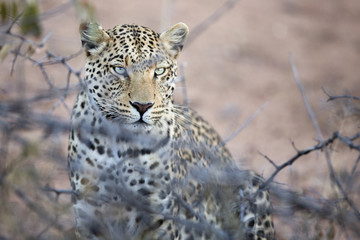 Leopard stalking in undergrowth.