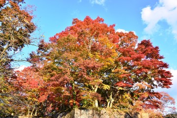 岡城の紅葉