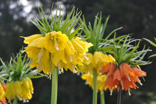 Prachtvolle gelbe und orange Kaiserkronen in Bl&uuml;te