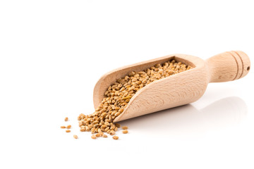Wheat grain in scoop