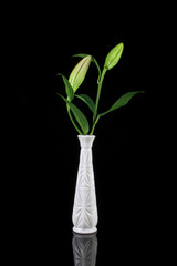 Stargazer Lily flower in tall vase isolated on a black background	