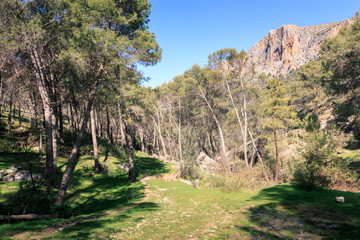 Paraje natural de árboles en la Cañada de las Hazadillas