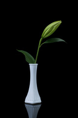 Fototapeta na wymiar pink lilie bud with leaf in small white vase