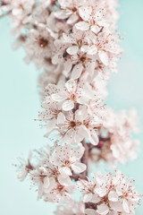 Close up of spring blossom in orchard; selective focus; no people; 