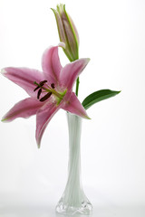 Obraz premium Stargazer Lily flower in white vase isolated on a white background
