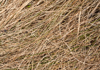 Dry grass