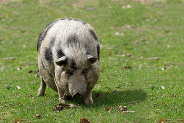 Hängebauchschwein