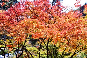 両子寺のモミジ