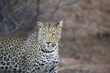 Leopard stalking in undergrowth.