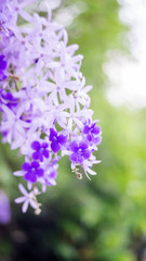 Obraz premium Purple Wreath, Sandpaper Vine, Queen's Wreath flower in the garden, soft focus