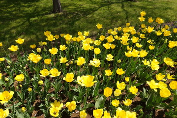 チューリップ畑