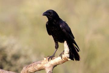 Common raven. Corvus corax