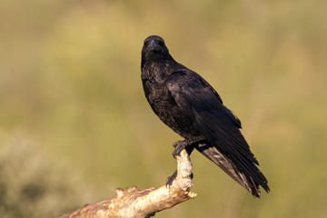 Common raven. Corvus corax