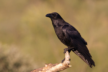 Common raven. Corvus corax