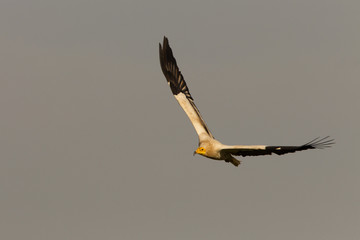 Adult of Egyptian vulture. Neophron percnopterus