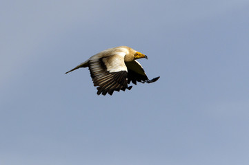 Adult of Egyptian vulture. Neophron percnopterus