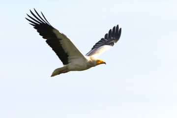 Fototapeta na wymiar Adult of Egyptian vulture. Neophron percnopterus