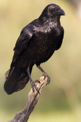 Common raven. Corvus corax