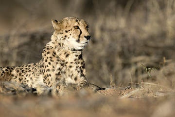 Cheetah in the golden morning light.