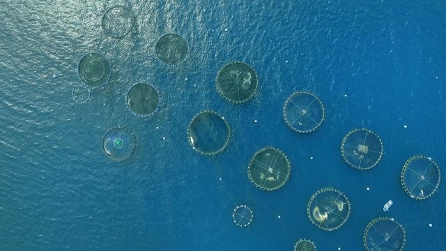 top view of fish farm