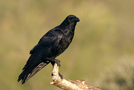 Common raven. Corvus corax
