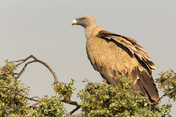 Griffons vultures. Gyps fulvus