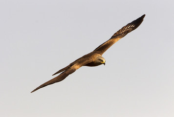 Black kite. Milvus migrans