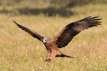 Black kite. Milvus migrans